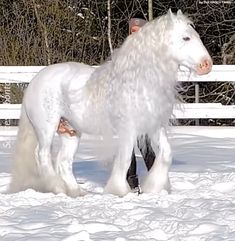 a white horse is standing in the snow