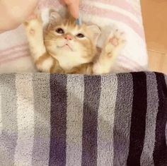 an orange cat laying on top of a bed under a striped blanket with paw prints