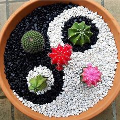 a potted plant with two different types of plants in it and the same type of flowers