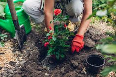 a person kneeling down in the dirt next to a plant