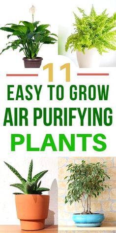 four different types of air purifying plants with text overlay that reads 11 easy to grow air purifying plants