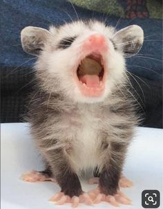 a small animal with its mouth open on a table