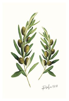 two olives with leaves on a white background