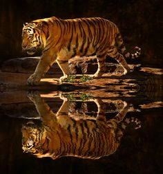 a large tiger walking across a body of water