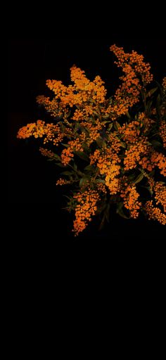 a bunch of yellow flowers on a black background