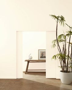 a potted plant sitting on top of a table next to a white wall and wooden bench