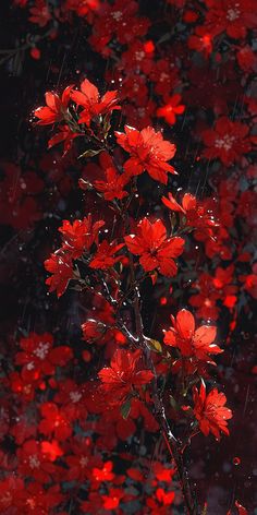 red flowers in the rain on a dark background