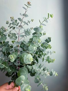 a person is holding a plant with green leaves and flowers in it's hand