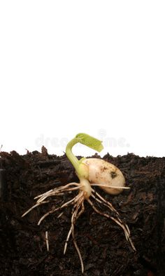 a plant growing out of the ground with roots on it royalty images and clippings