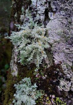 moss growing on the bark of a tree