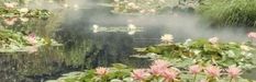 water lilies in the pond with mist coming from them