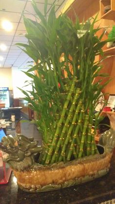 a bamboo plant sitting on top of a counter