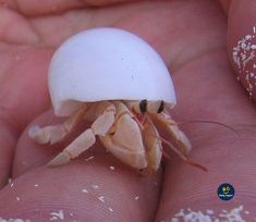 a small white crab sitting on top of someone's hand