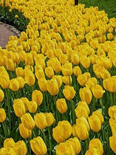 many yellow tulips are growing in the grass near a brick walkway and trees