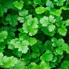 green leaves are growing on the ground