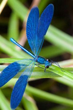 a blue dragonfly sitting on top of a green plant