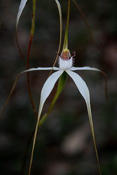 a close up of a flower on a plant