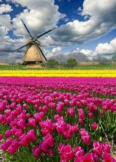 a windmill is in the middle of a field of tulips and other flowers