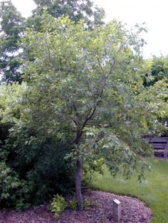 a small tree in the middle of a yard