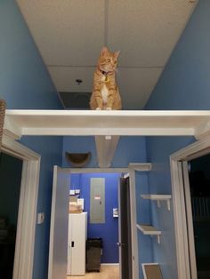 an orange cat sitting on top of a shelf in a room with blue walls and white trim