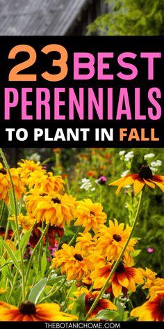 yellow flowers with the words 23 best perennials to plant in fall