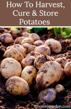 potatoes growing in the soil with text overlay how to harvest, care and store potatoes