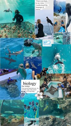 the collage shows people swimming and diving in an aquarium with sharks, dolphins and other animals