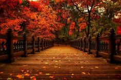 a wooden walkway surrounded by trees with fall leaves on the ground and in the foreground