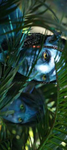 a close up of a blue bird in a pine tree with its eyes wide open