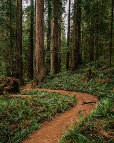 a dirt path in the middle of a forest