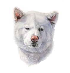 a drawing of a white dog with blue eyes