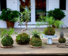 several potted plants sitting on top of a wooden table