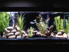 an aquarium with rocks and plants in it