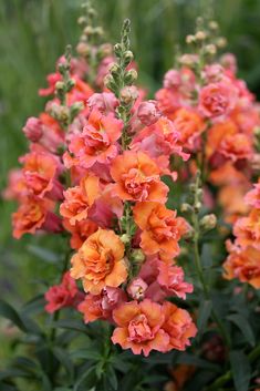 some orange and pink flowers in the grass