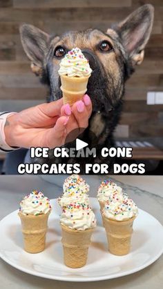 a dog is eating ice cream cone cupcakes for dogs