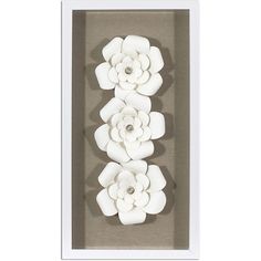 three white succulents in a shadow box on a gray background, with one flower facing the viewer