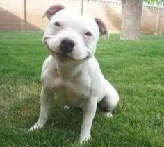 a white dog sitting on top of a lush green field