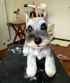 a white and gray dog sitting on top of a table