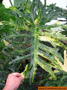 a person is holding up a plant with green leaves