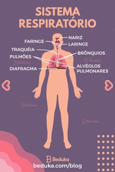 the anatomy of the human body in spanish