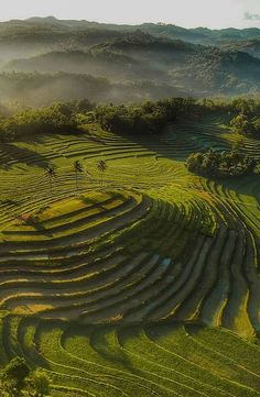 an aerial view of a rice field in the mountains with fog rising up from the valley