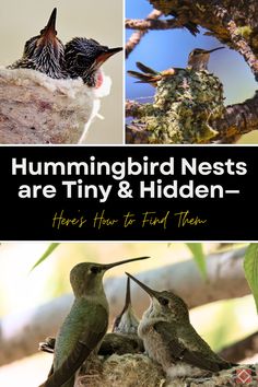 hummingbirds nests are tiny and hidden here's how to find them cover