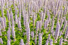 many purple flowers are growing in the field