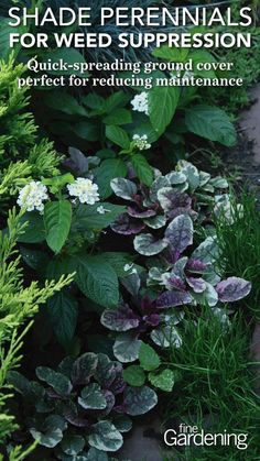 the book cover for shade perennials for wed suppression quick - spreading ground cover perfect for reduce maintenance