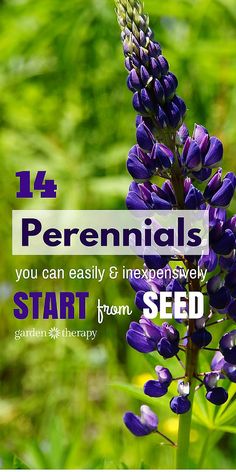 Save Money and Start These 14 Perennials from Seed - Garden Therapy Perennials From Seed, Seed Planting, Starting Seeds, Plant Tips, Vegetable Plants, Perennial Flowers, Best Perennials, Farm Stuff