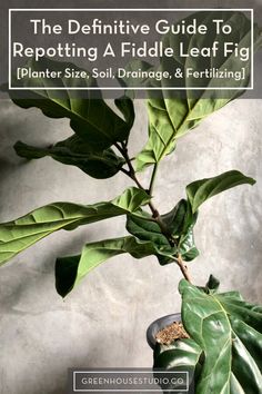 a potted plant with green leaves on it and the title, the definitive guide to repotting a fiddle leaf fig