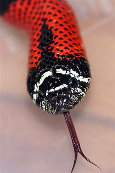 an orange and black snake laying on top of a white tile floor with it's tongue sticking out