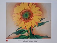 "This is an original art poster featuring the artwork \"A sunflower for Maggie\" by Georgia o'Keeffe, painted 1937. The poster has been released by the Boston Museum of fine Arts in 1998. The poster is in good condition with fresh, bright colors. Some very minimal yelloing along the borders. It has been printed in Italy in 1998. Georgia Totto O'Keeffe (November 15, 1887 - March 6, 1986) was an American artist. She was known for her paintings of enlarged flowers, New York skyscrapers, and New Mex Boston Museum Of Fine Arts, Georgia Okeefe, Georgia O Keeffe, O Keeffe, Museum Of Fine Arts, Fine Arts, Art Poster, Georgia, Boston