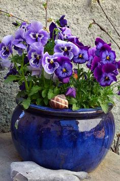 purple pansies in a blue pot with a snail on the ground next to them