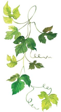 an image of leaves and vines on a white background